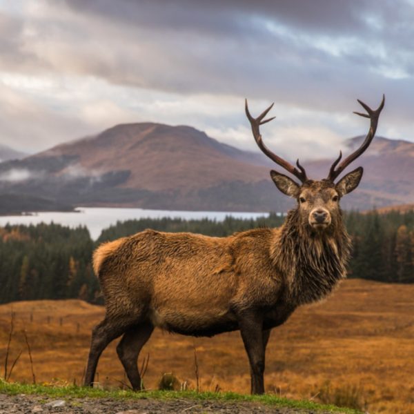 A Highland stag with autumnal highlands in the background