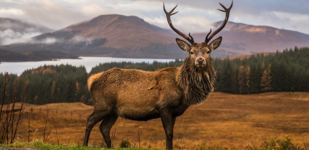 A Highland stag with autumnal highlands in the background