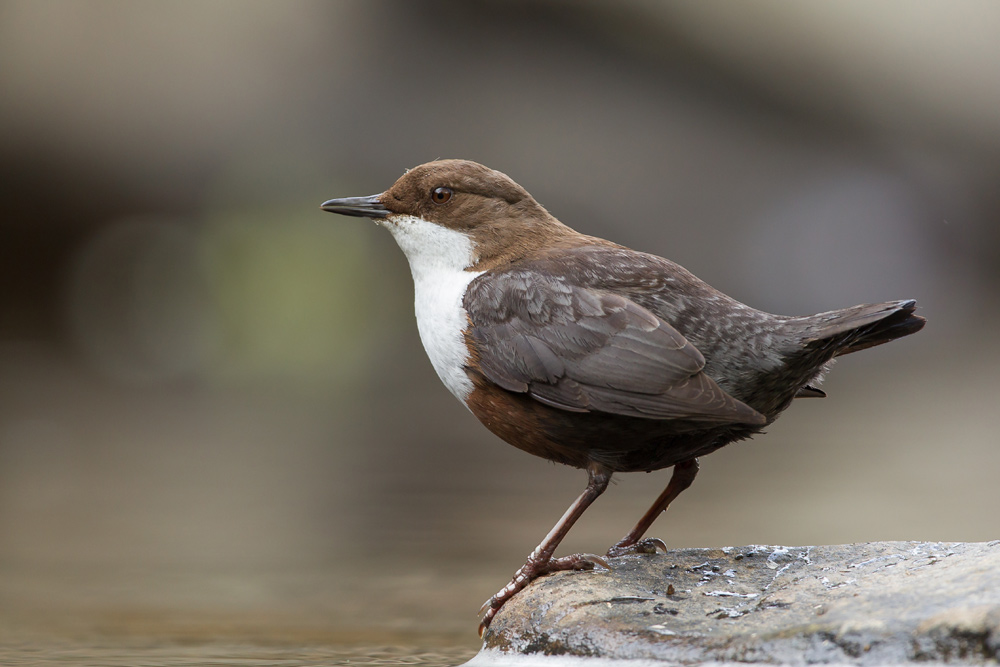 Dipper on a rock