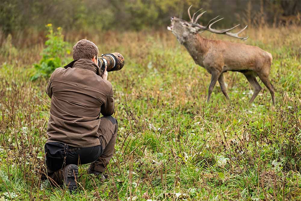 a man crouches down to take a photograph of a nearby stag with his camera