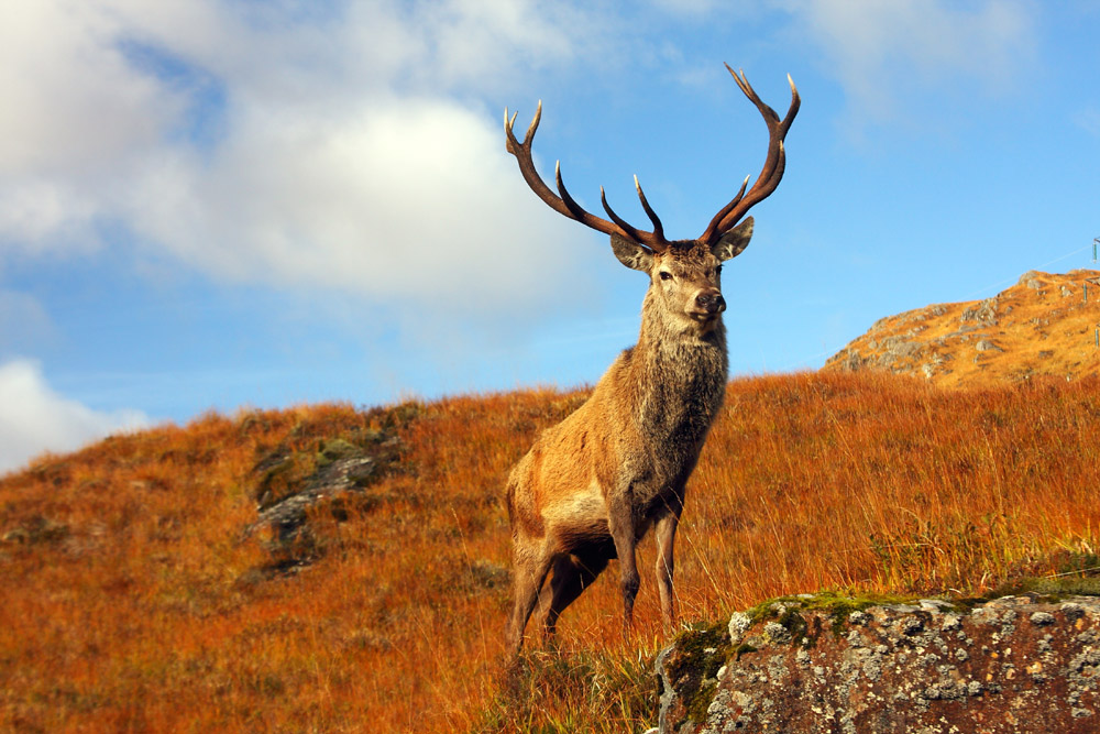 A red stag in the Scottish Highlands