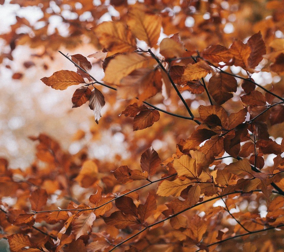 Autumn leaves on a tree