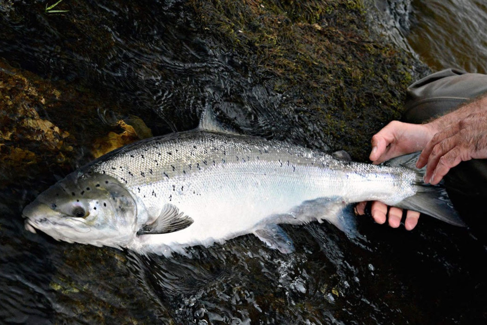 Wild Salmon caught in the Scottish Highlands
