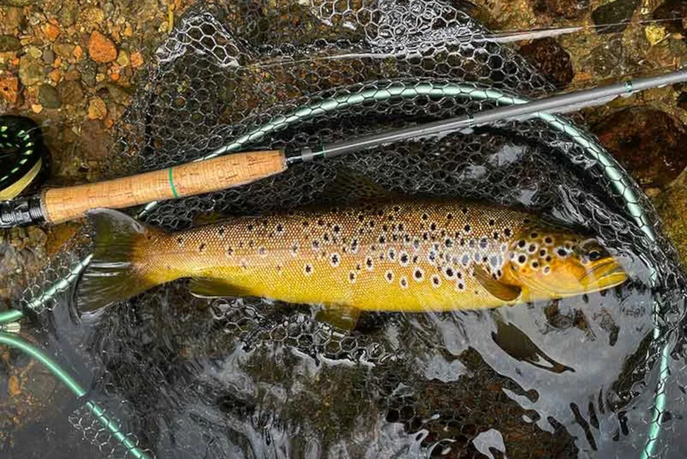 Wild brown trout 