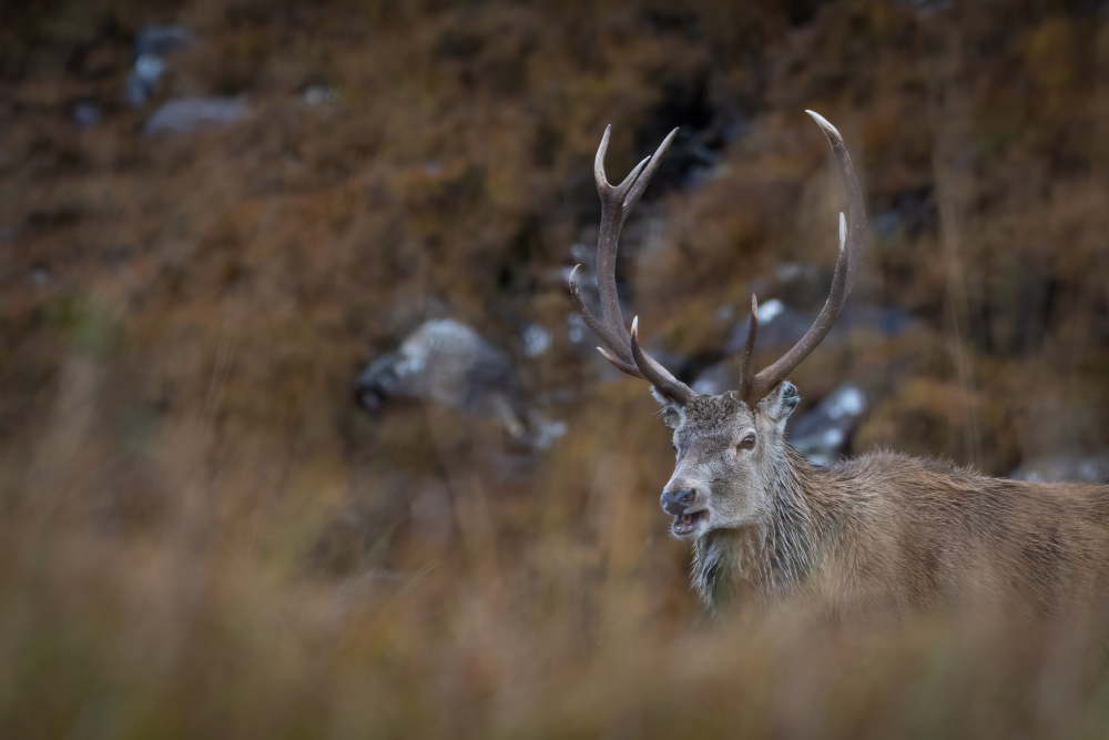 Stag pictured in the Scottish Highlands