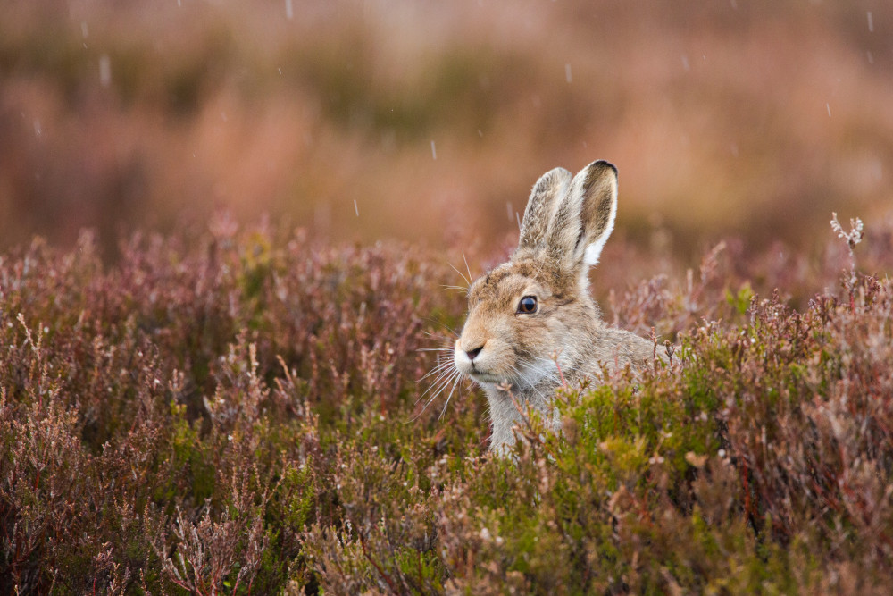 A mountain hare in the rain