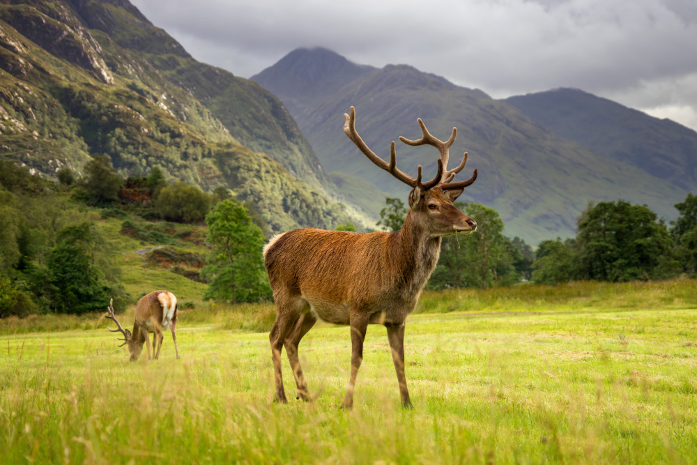 Two red deer on green meadow with mountains in background, Scotland