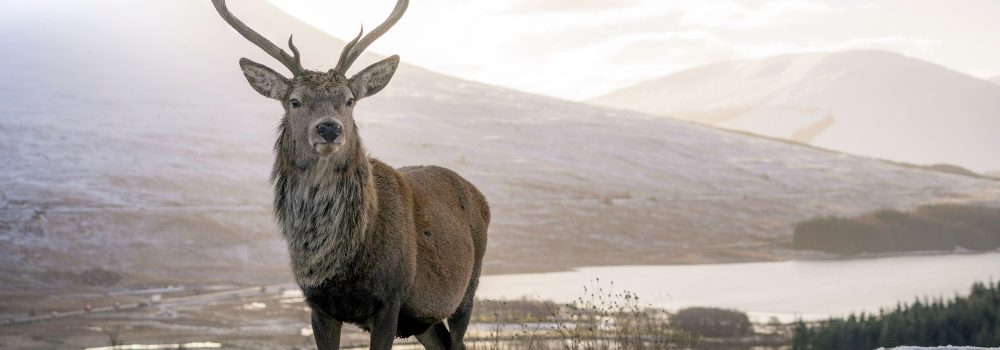A deer in the winter snow