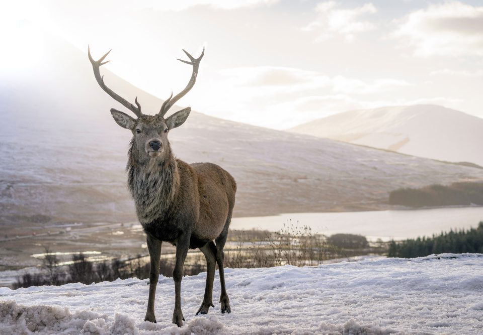 A deer in the winter snow