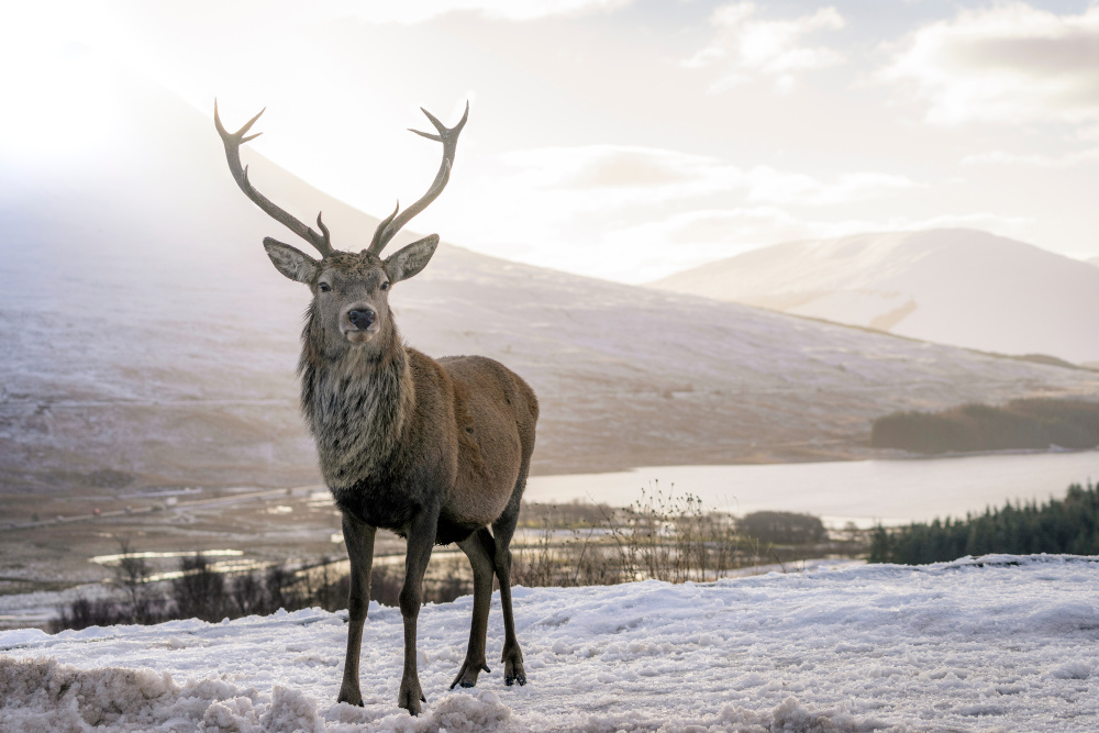 A deer in the winter snow