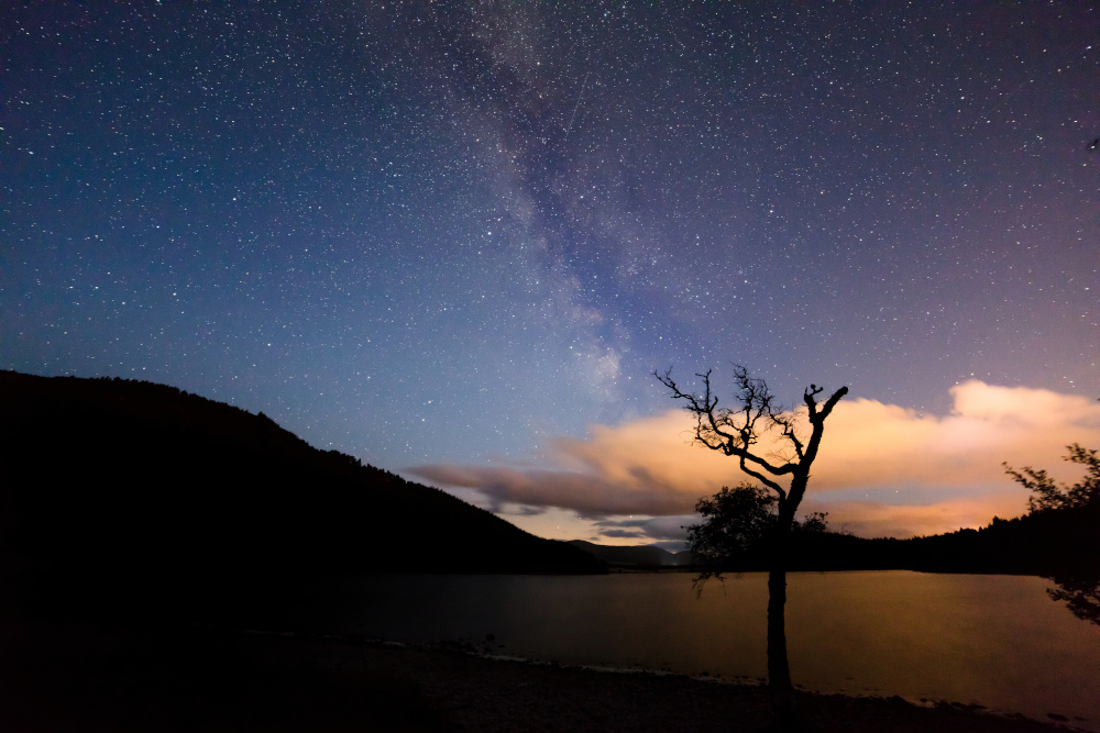 A lone tree silhouetted against the night sky, Loch Pityoulish, Cairgorms National Park