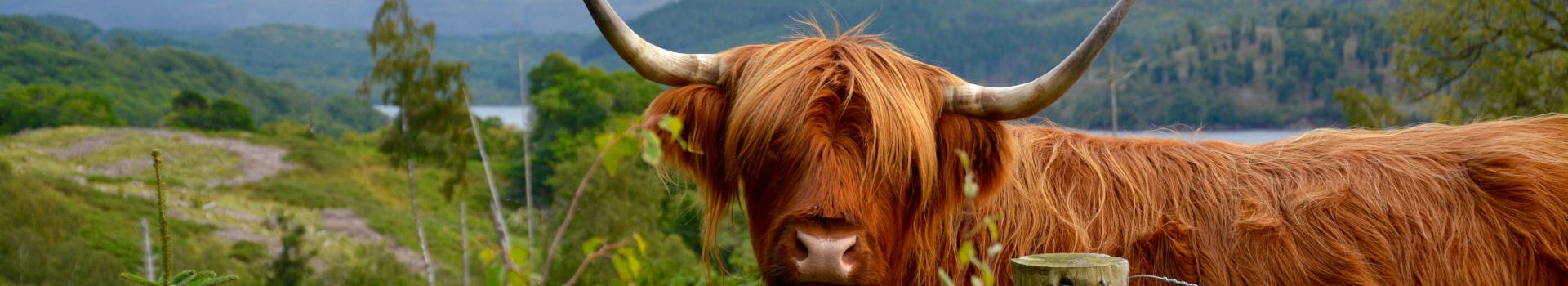 A friendly Highland cow near Inverness