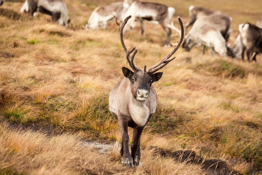 Herd of free ranging reindeer