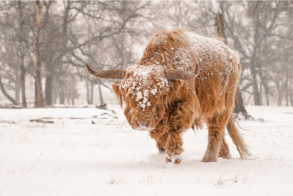 Highland cow in snowy field