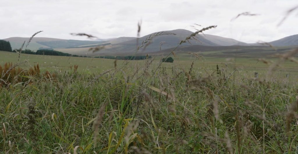 Long grass in the Cairngorm Mountains