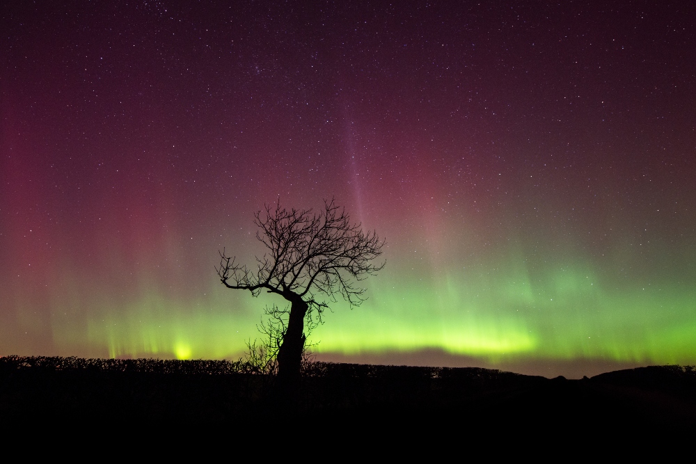 A tree in silhouette against norther lights in the background