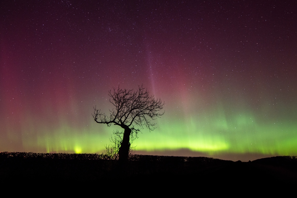 A tree in silhouette against norther lights in the background
