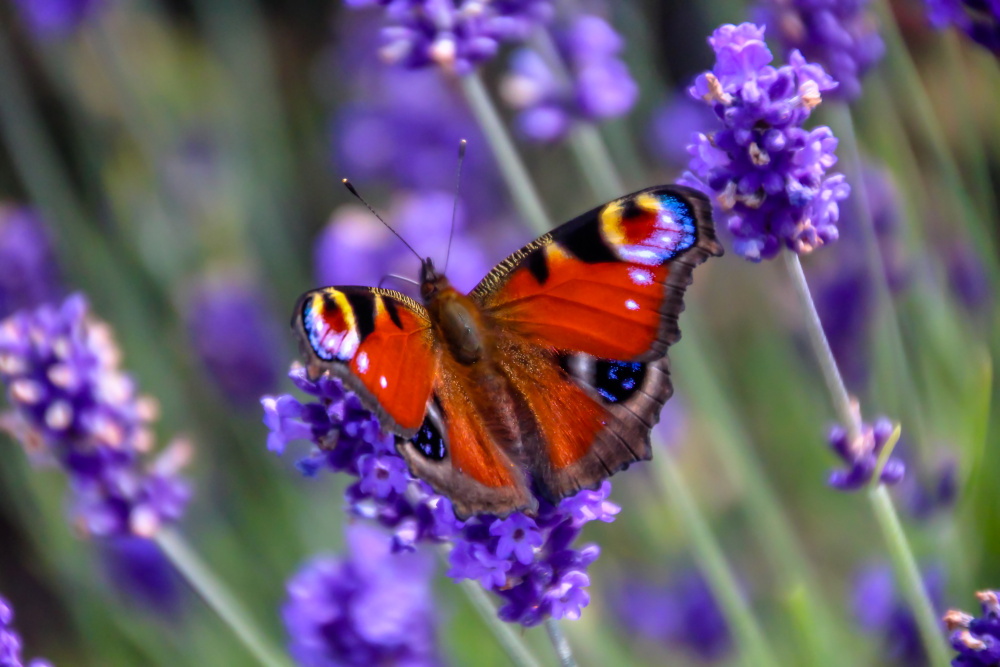 Close up view of a beautiful Peacock butterfly on lavender flower