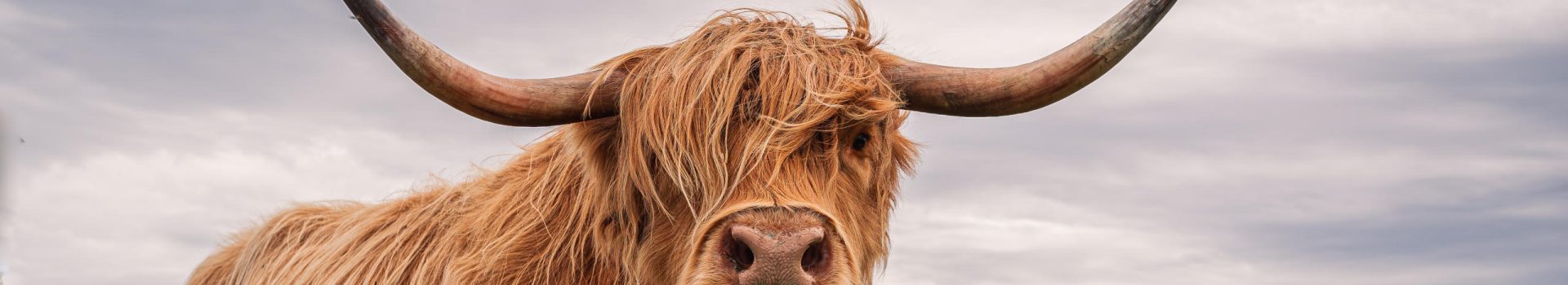 A highland cow in Scorland