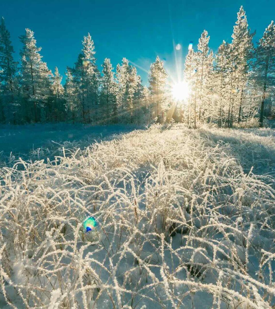Snowy Winter pine trees in Scotland by margerretta