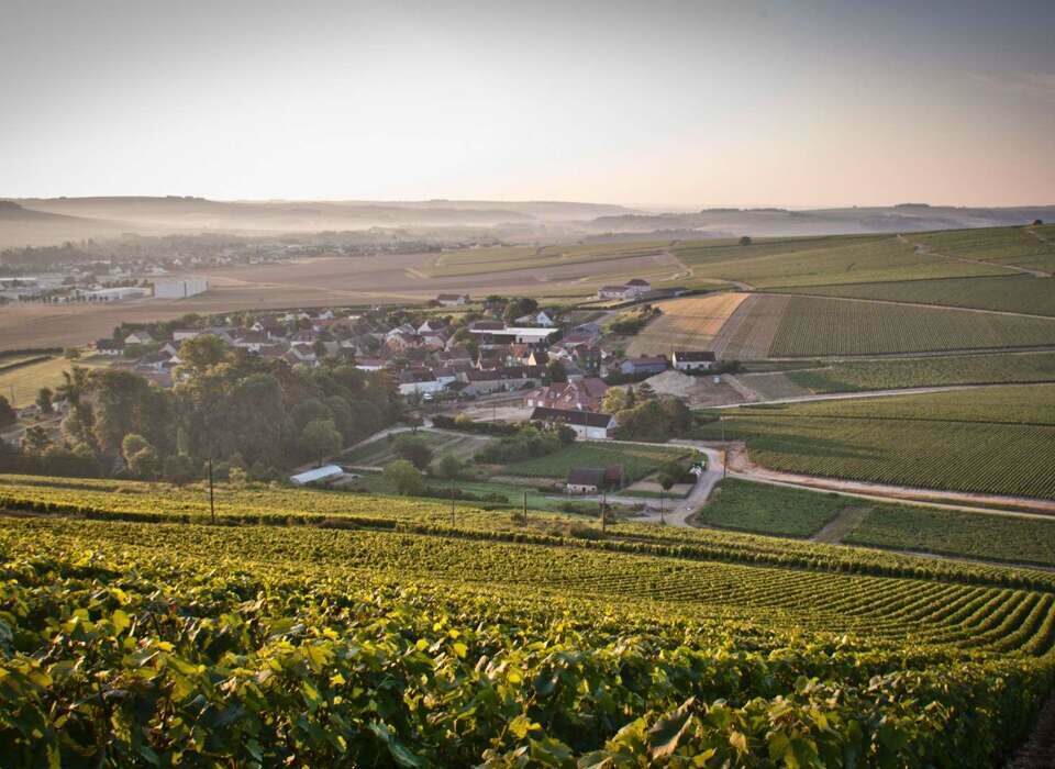 Domaine Vincent Dampt Banner from C&B Website