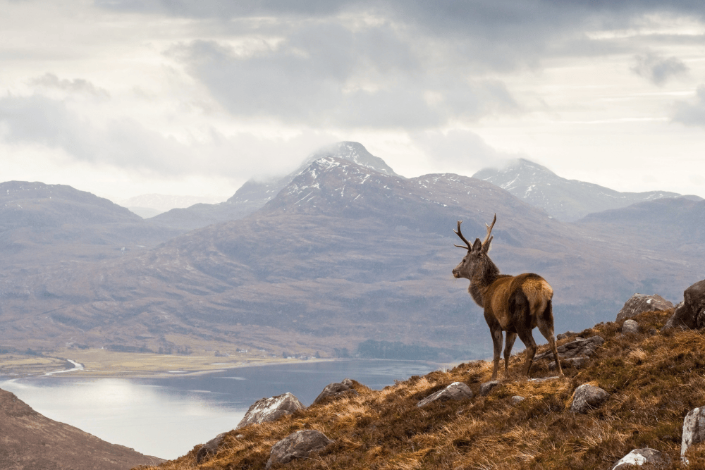 A deer over Loch Torridon.