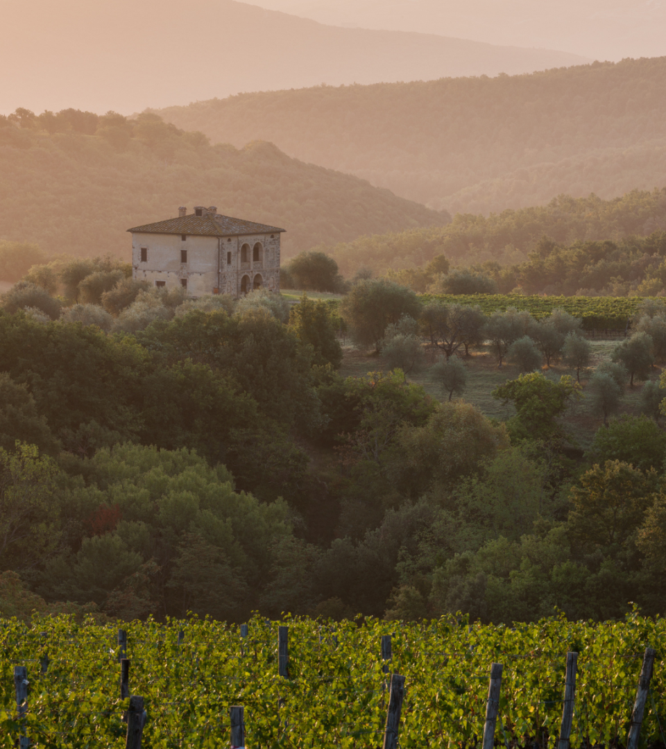 A sunrise view of Biondi-Santi vineyard in Tuscany, featuring rows of grapevines, a traditional stone farmhouse, olive trees, and rolling hills fading into the morning mist.