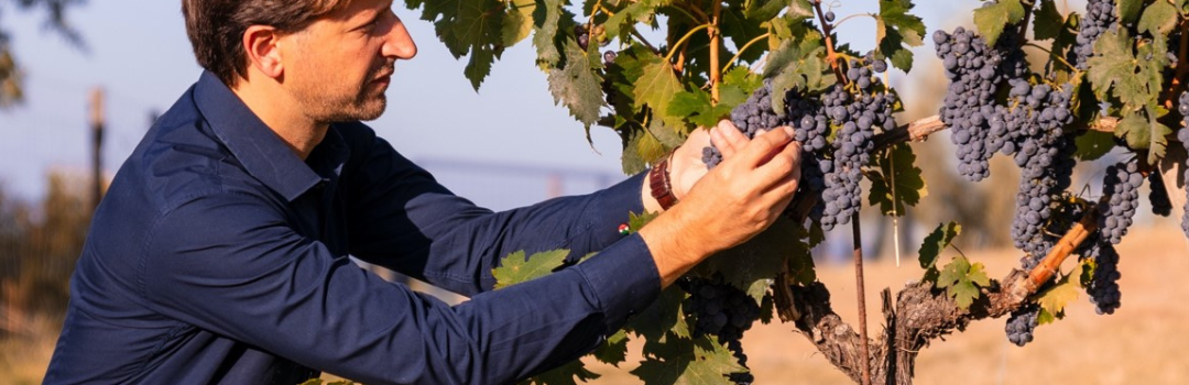 A person inspecting ripe grape clusters on a vine at the Biondi-Santi vineyard in Tuscany during the harvest season, with warm evening light illuminating the vineyard.