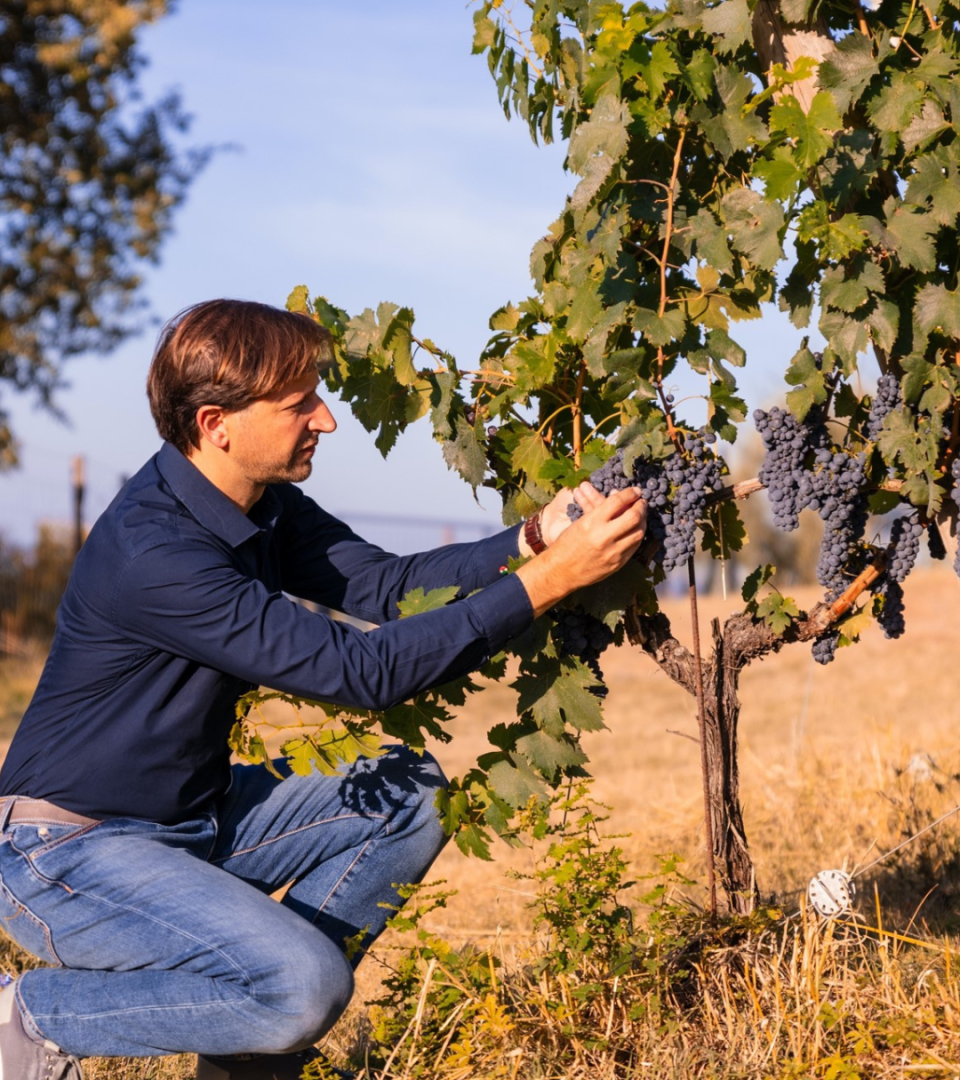 A person inspecting ripe grape clusters on a vine at the Biondi-Santi vineyard in Tuscany during the harvest season, with warm evening light illuminating the vineyard.