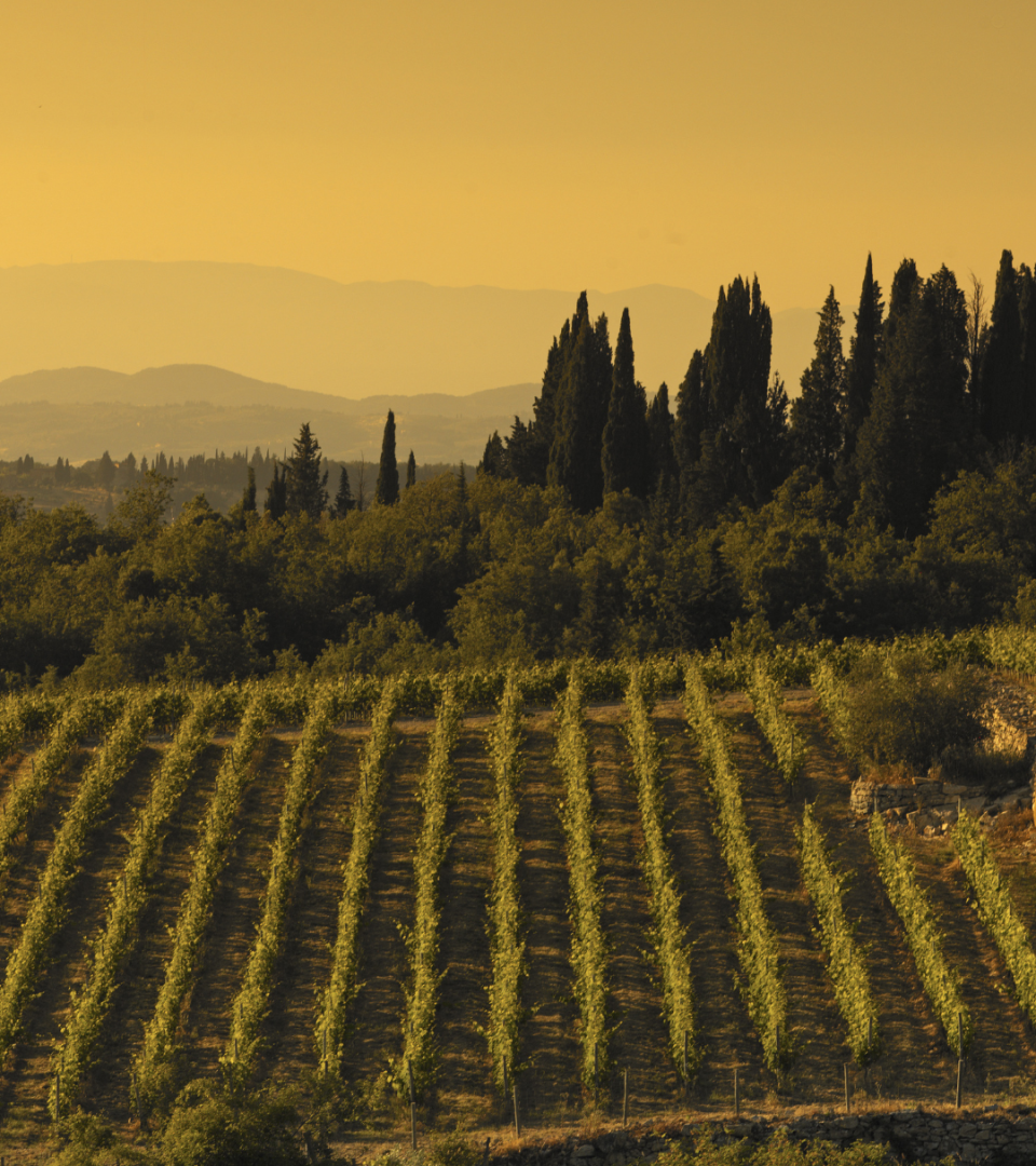 Rows of grapevines stretch across the Biondi-Santi vineyard in Tuscany, framed by cypress trees and rolling hills beneath a warm golden sunset sky.