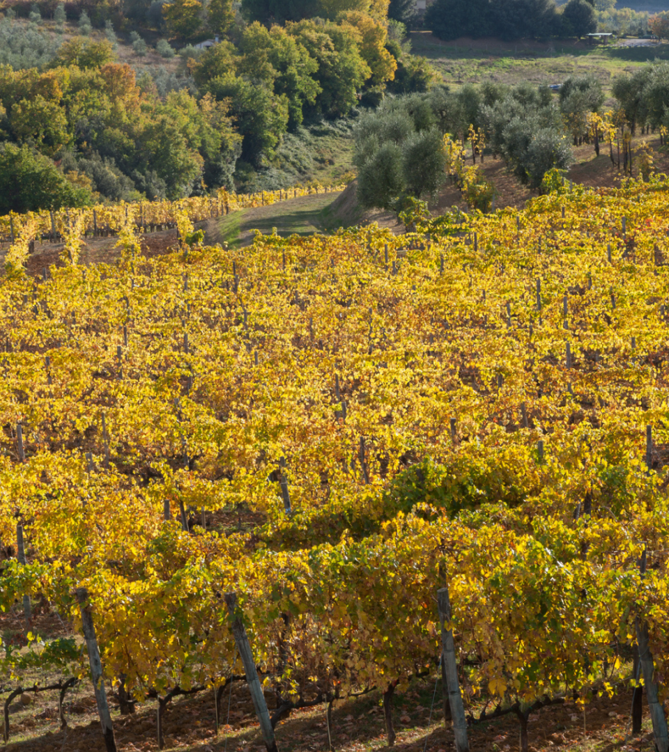 Golden autumn vines stretch across the Biondi-Santi vineyard in Tuscany, bordered by olive groves, mature trees, and rolling hills in the distance.